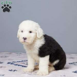 Denver, Old English Sheepdog Puppy